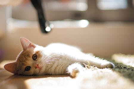 veterinary-Kitten-lying-on-sunlit-floor-156614061-450.jpg