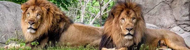 Potential blood transfusion may offer lion chance of survival 
