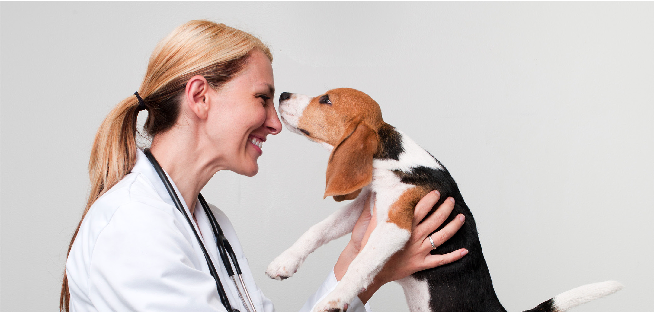 The impact of positive work environment in veterinary medicine