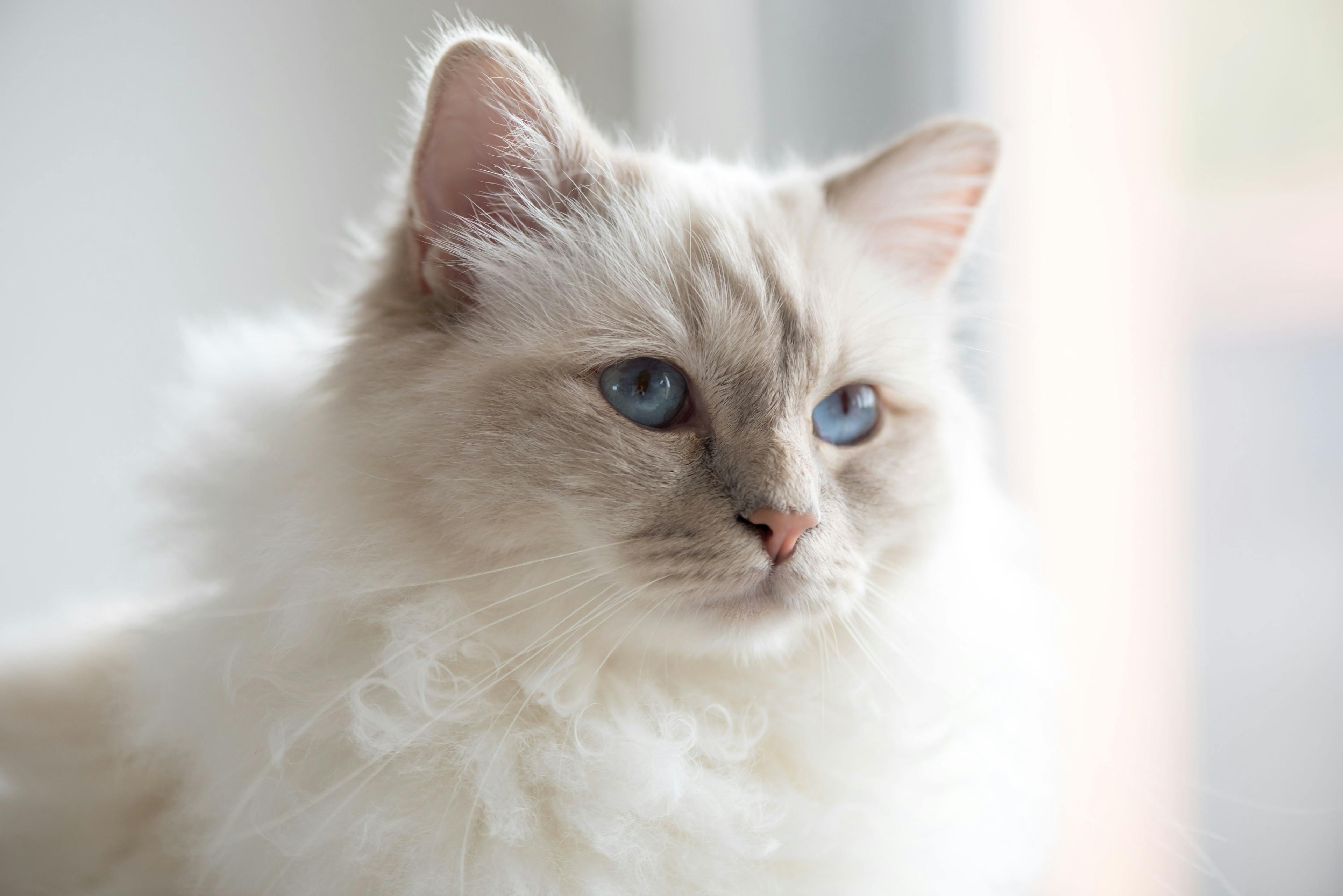 White cat with blue eyes staring