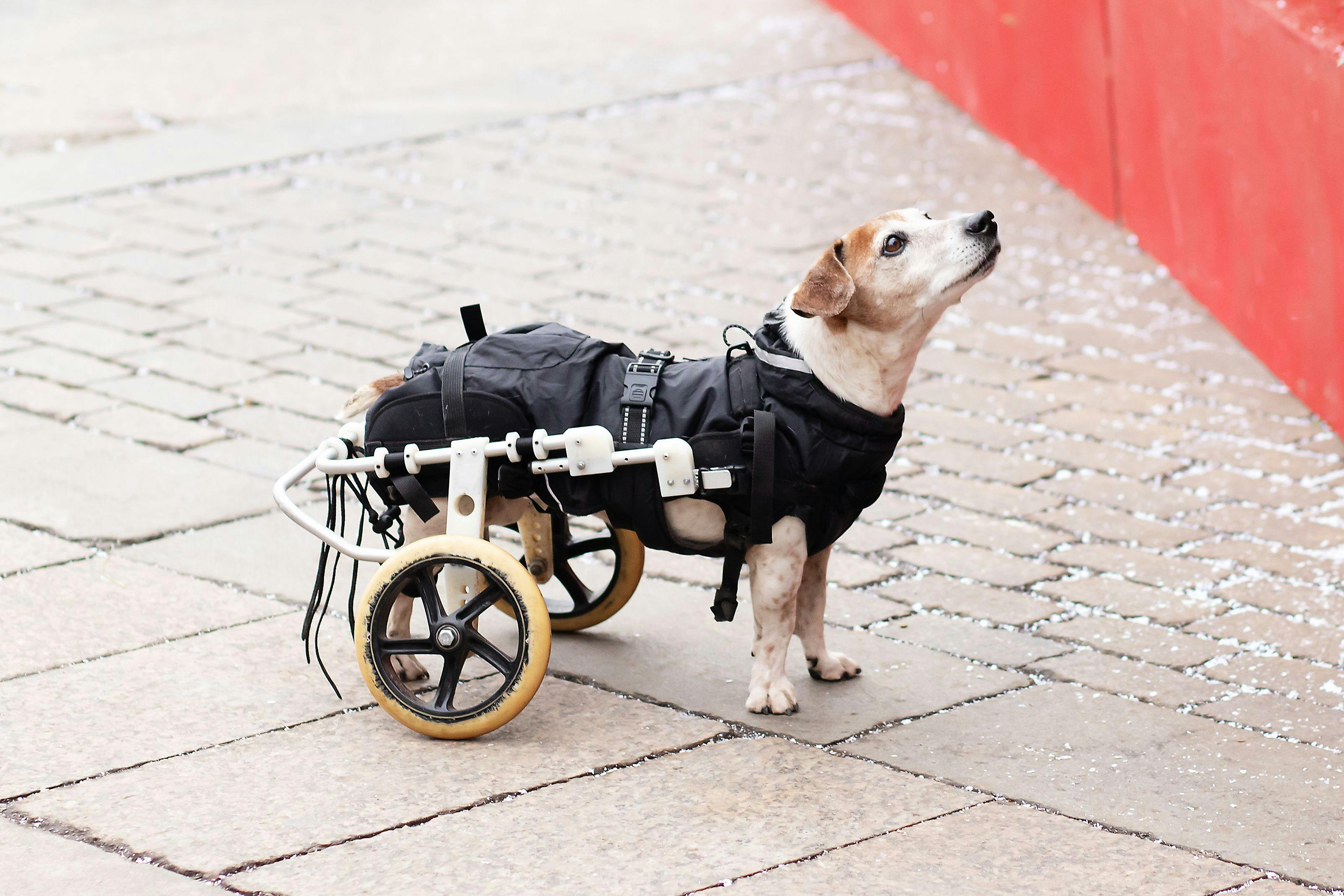 Caring for disabled pets: balancing medicine and compassion