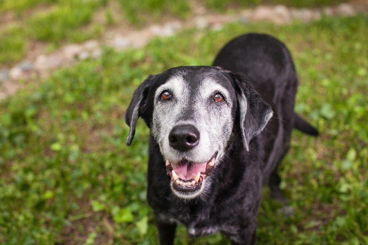 Wellness and mobility tips in honor of National Adopt a Senior Pet Month