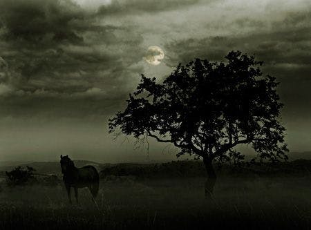 veterinary-horse-and-tree-on-moonlight-450px154680809.jpg