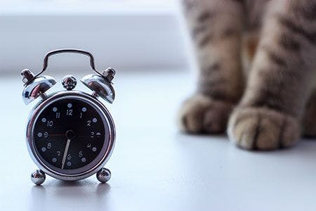 veterinary-cat-clock-time-paws-feet-shutterstock-286085336-450px.jpg