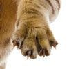 veterinary-cat-bengal-claw-119912841_tn.jpg