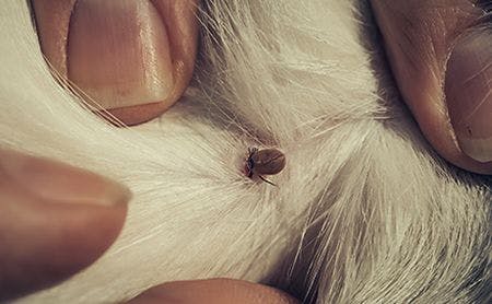 veterinary-dog-tick-white-fur-fingers-AdobeStock_115150481-450.jpg