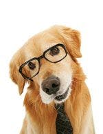 veterinary-dog-golden-glasses-tie-question-73164018-809783-1404222446511.jpg
