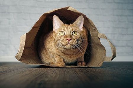veterinary-cat-shopping-bag-retail-AdobeStock_217556109-450.jpg