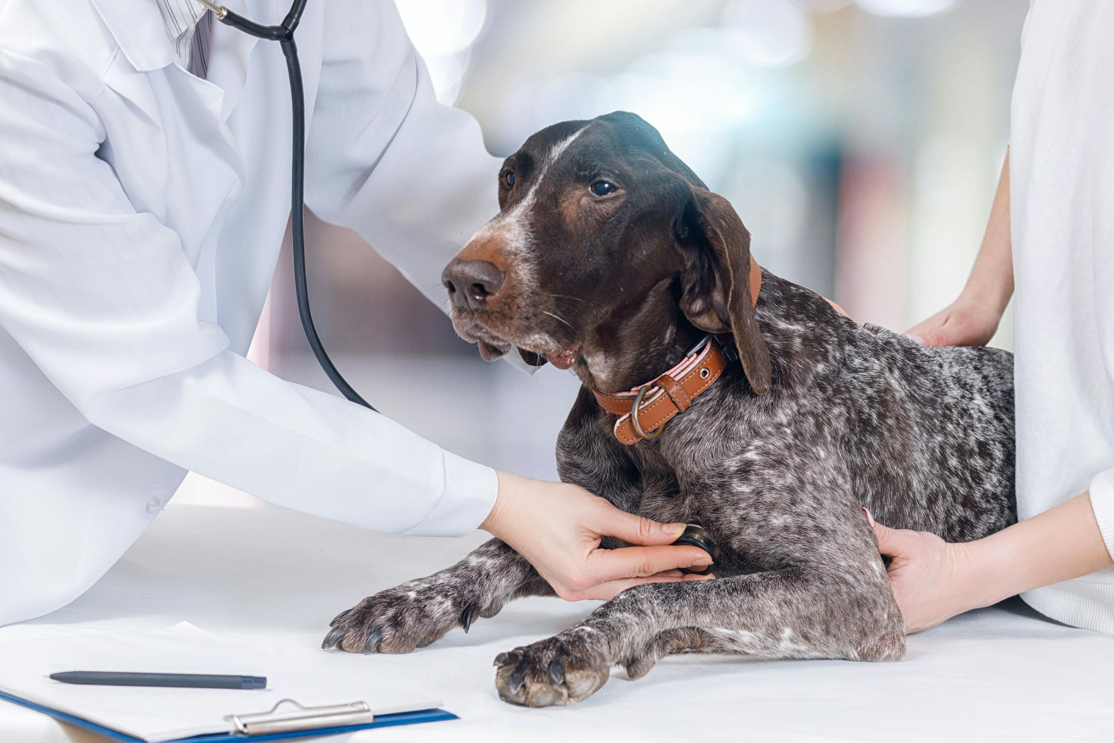 WSAVA WOW debuts the Veterinary Oncology Glossary 