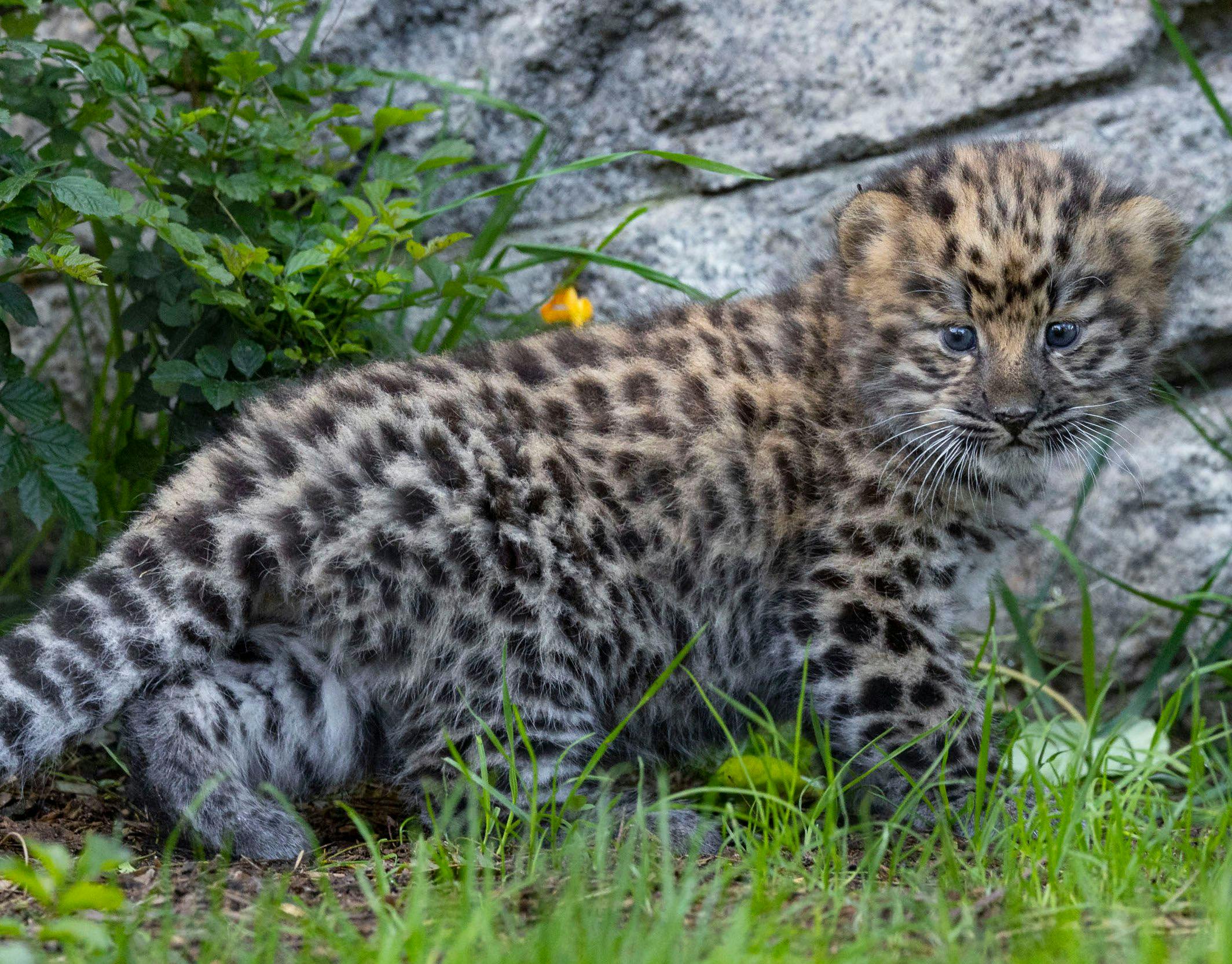 Critically endangered twin Amur leopards born at San Diego Zoo 