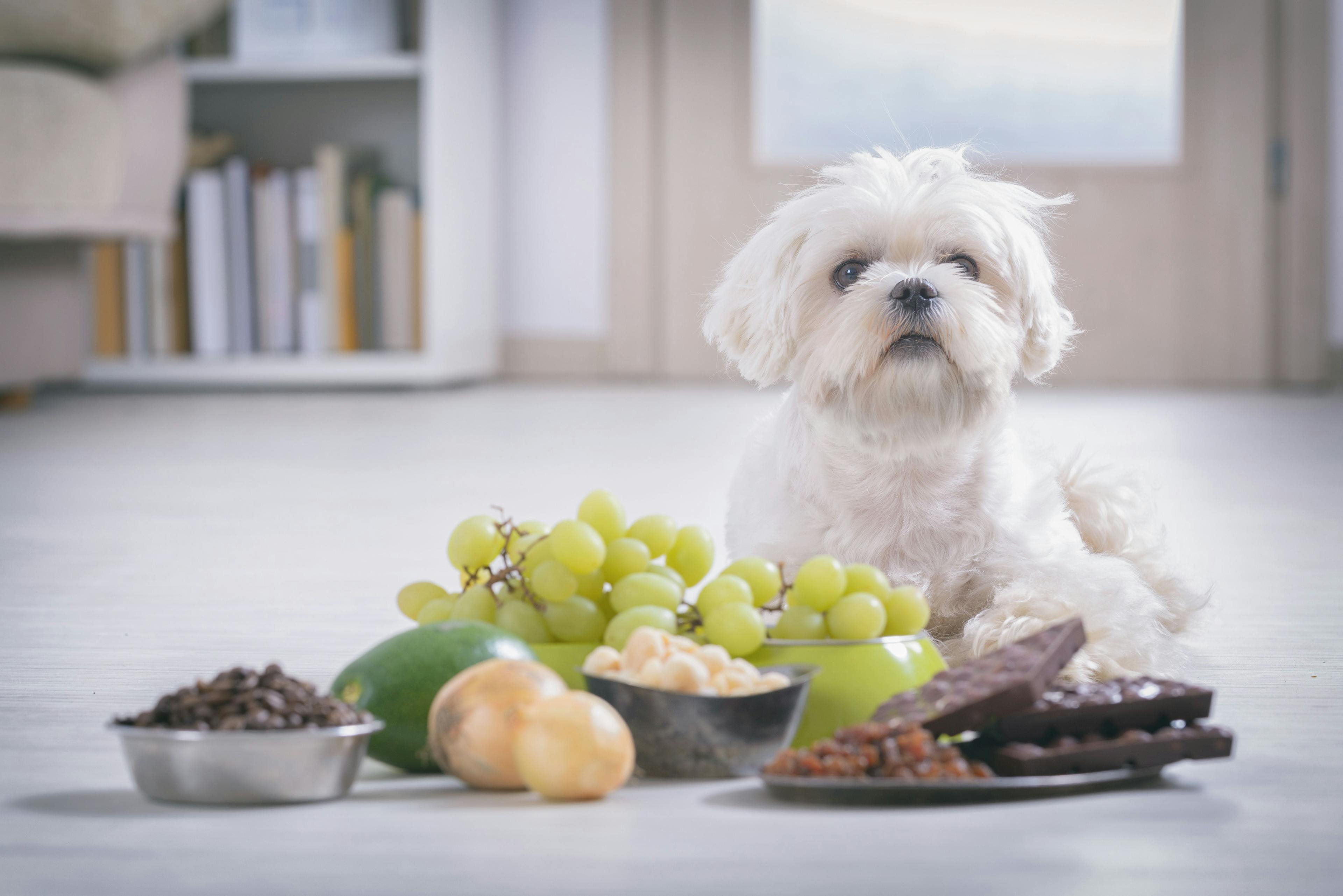 dog with food toxic to them