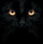 veterinary-cat-face-black-167611391-824935-1404217736383.jpg