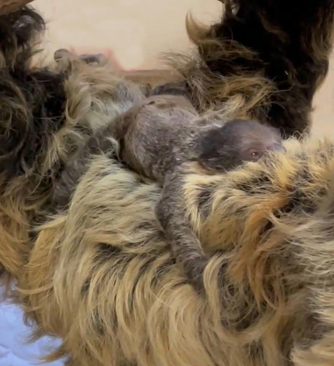 Baby sloth born at Cincinnati Zoo 