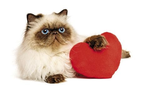 veterinary-cute-lover-valentine-persian-colourpoint-cat-with-a-red-heart-isolated-on-white-background-450px-318198986.jpg