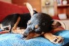 Diagnosing Canine Bone Lesions: Fine-Needle Aspiration vs Biopsy