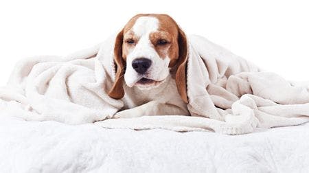 veterinary-dog-very-much-sick-dog-under-a-blanket-isolated-on-white-shutterstock-184275404-body.jpg