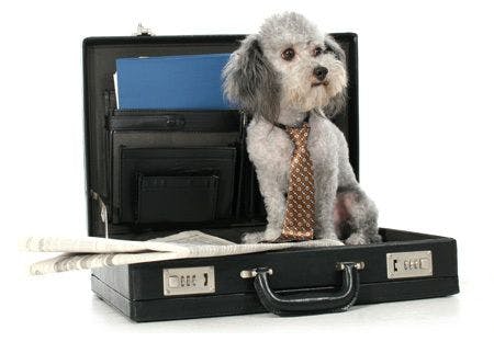 veterinary-business-poodle-briefcase-dog-AdobeStock