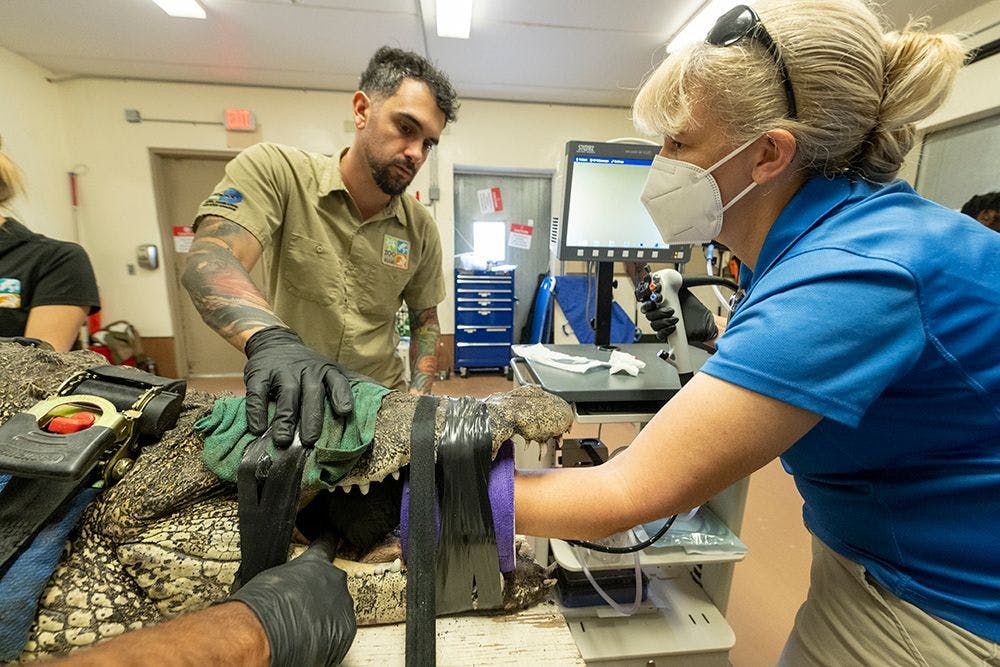 One of the crocodiles undergoing surgery at Zoo Miami (Photo courtesy of Ron Magill).  
