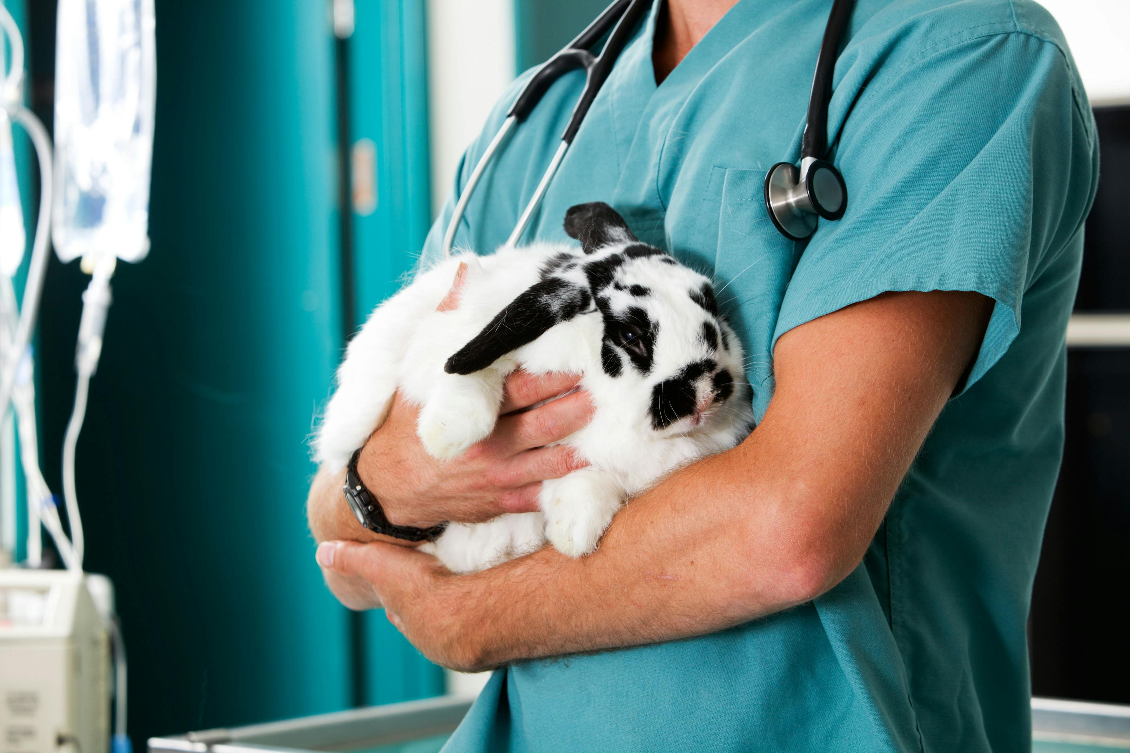 Rabbit endotracheal intubation: Yes, you can do it (Part 1)