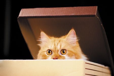 veterinary-cat-in-a-delivery-box-450px-shutterstock-684002599.jpg