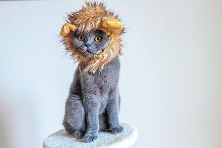 veterinary-cat-dressed-like-lion-450px-shutterstock-504780652-1.jpg