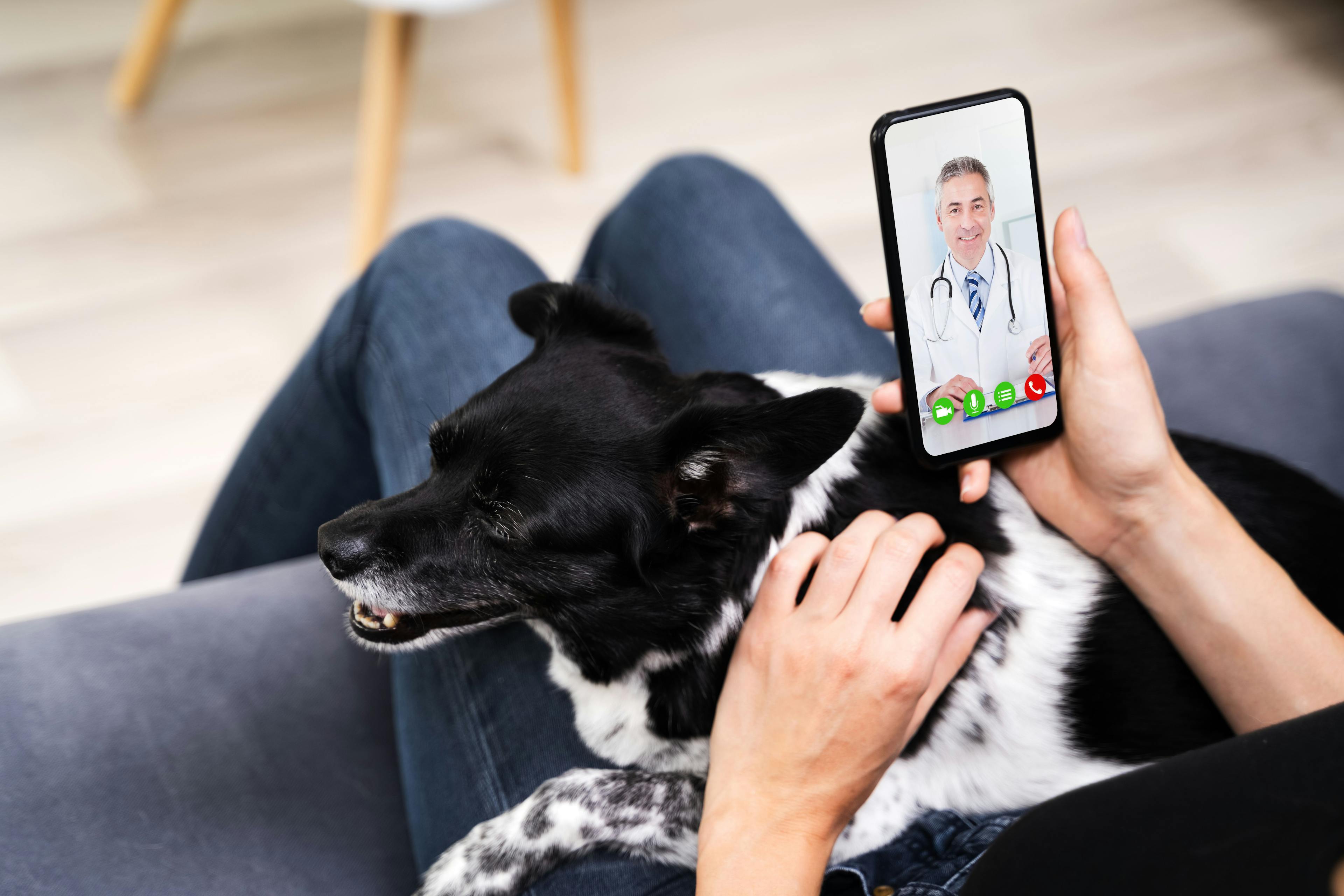 AVMA releases comprehensive veterinary telehealth guidelines 