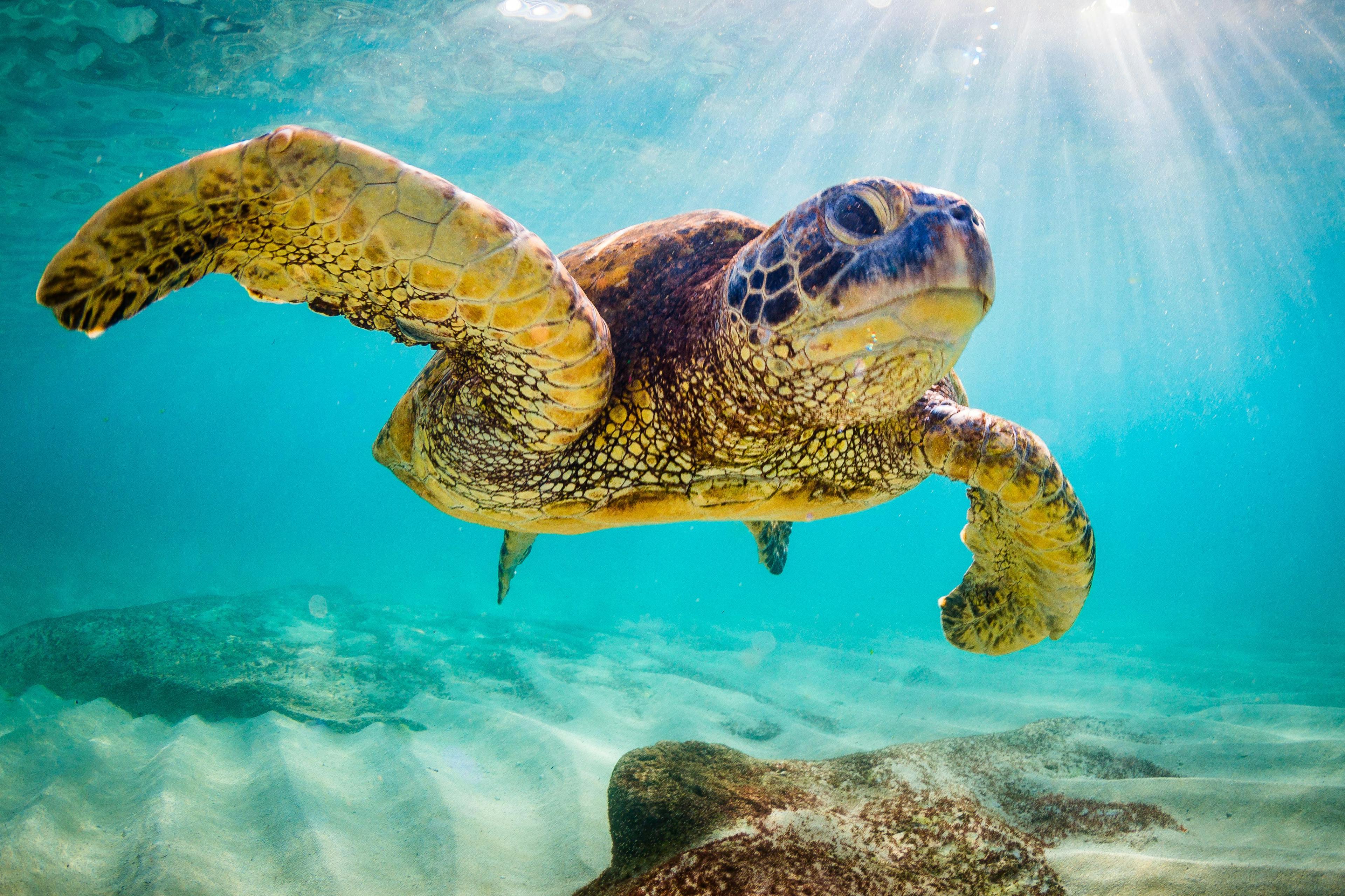 Drug for human overdoses treats sea turtles with brevetoxicosis