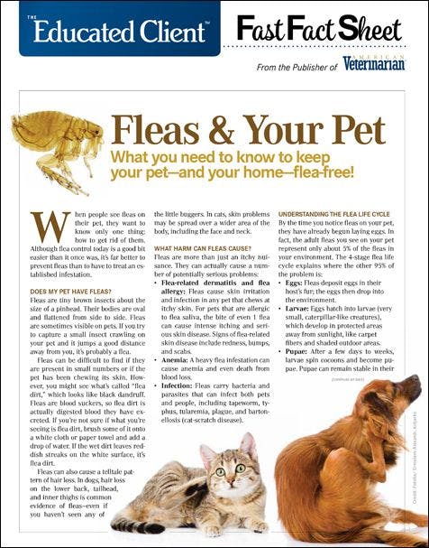 Fleas & Your Pet