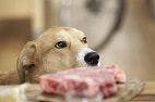 Scientists Confirm the Harm in Feeding Raw Pet Foods
