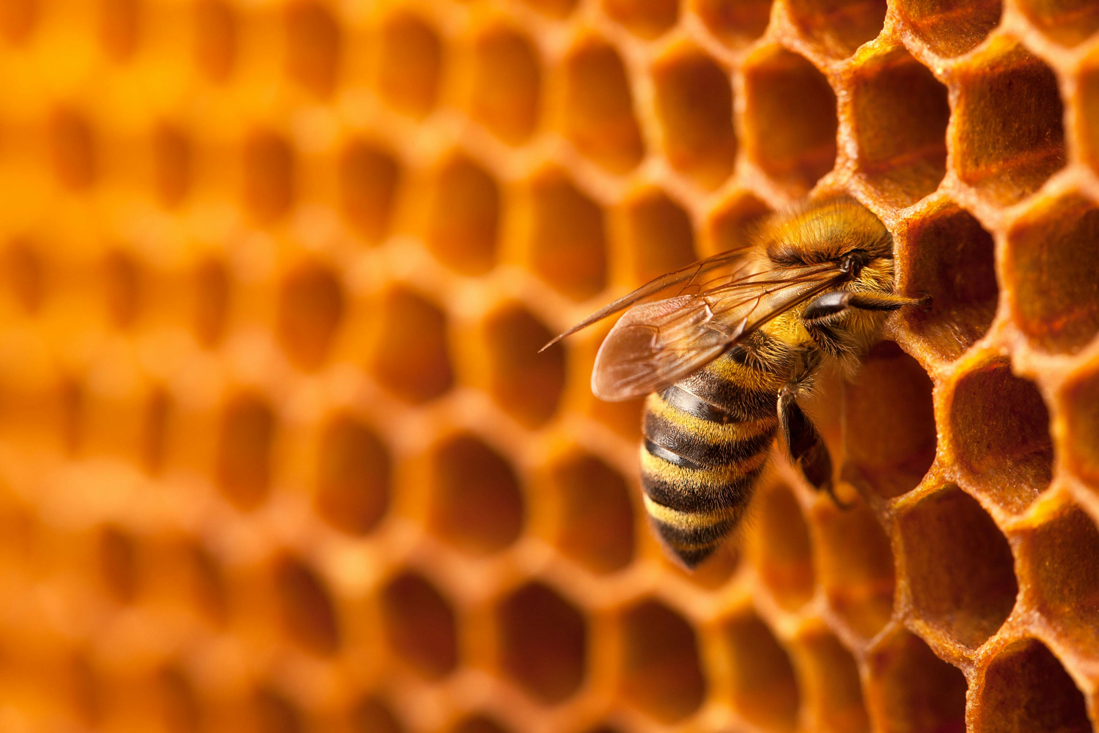 Can an essential oil save honeybees?