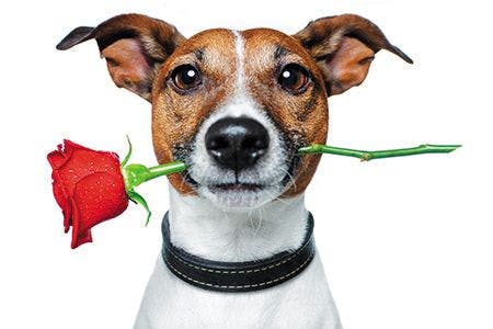 veterinary-Dog-with-a-red-rose-shutterstock-96101126_450.jpg