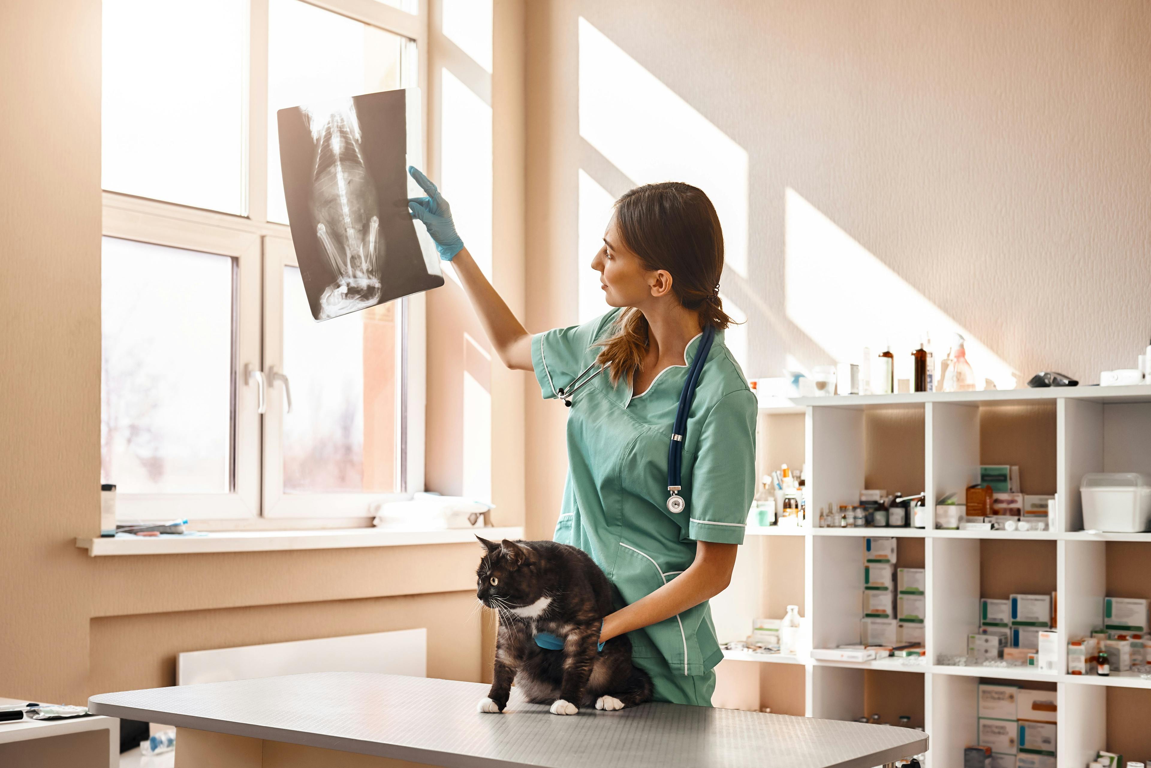 3 Must-reads on veterinary imaging