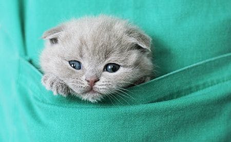 veterinary-kitten-pocket-AdobeStock_15474512-450.jpg