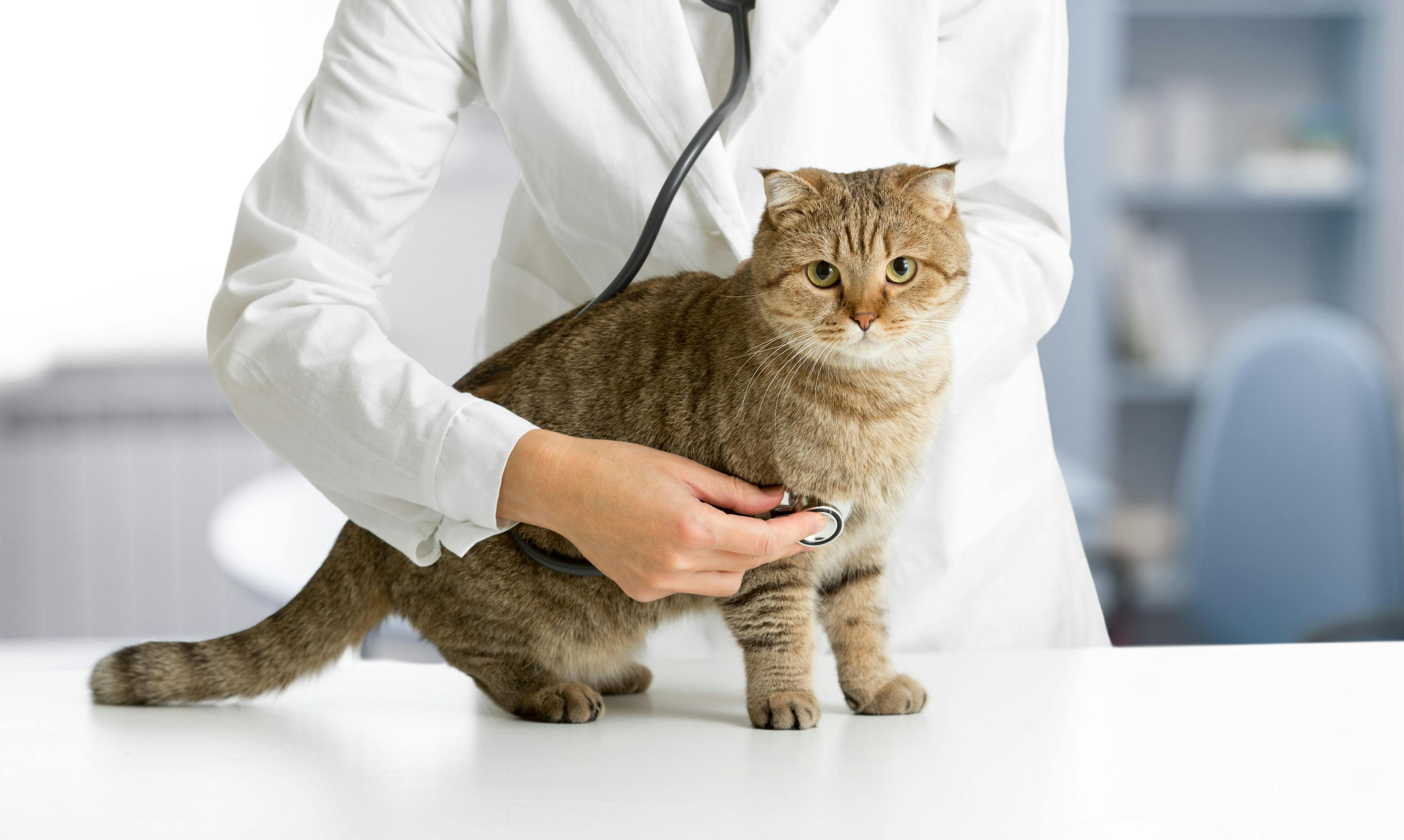 Quick tips for a better feline physical exam