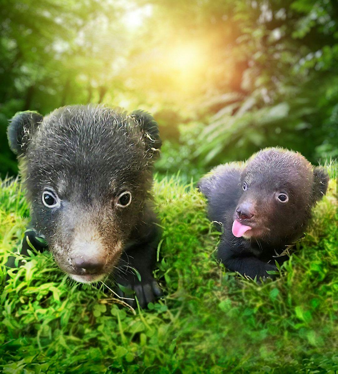 Himalayan black bear cubs born at Taman Safari Bali