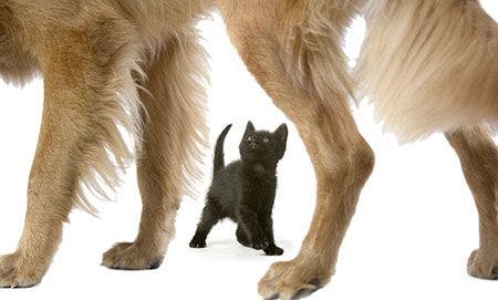 Veterinary-dog-kitten-golden-retreiver-AdobeStock_10216287_450.jpg