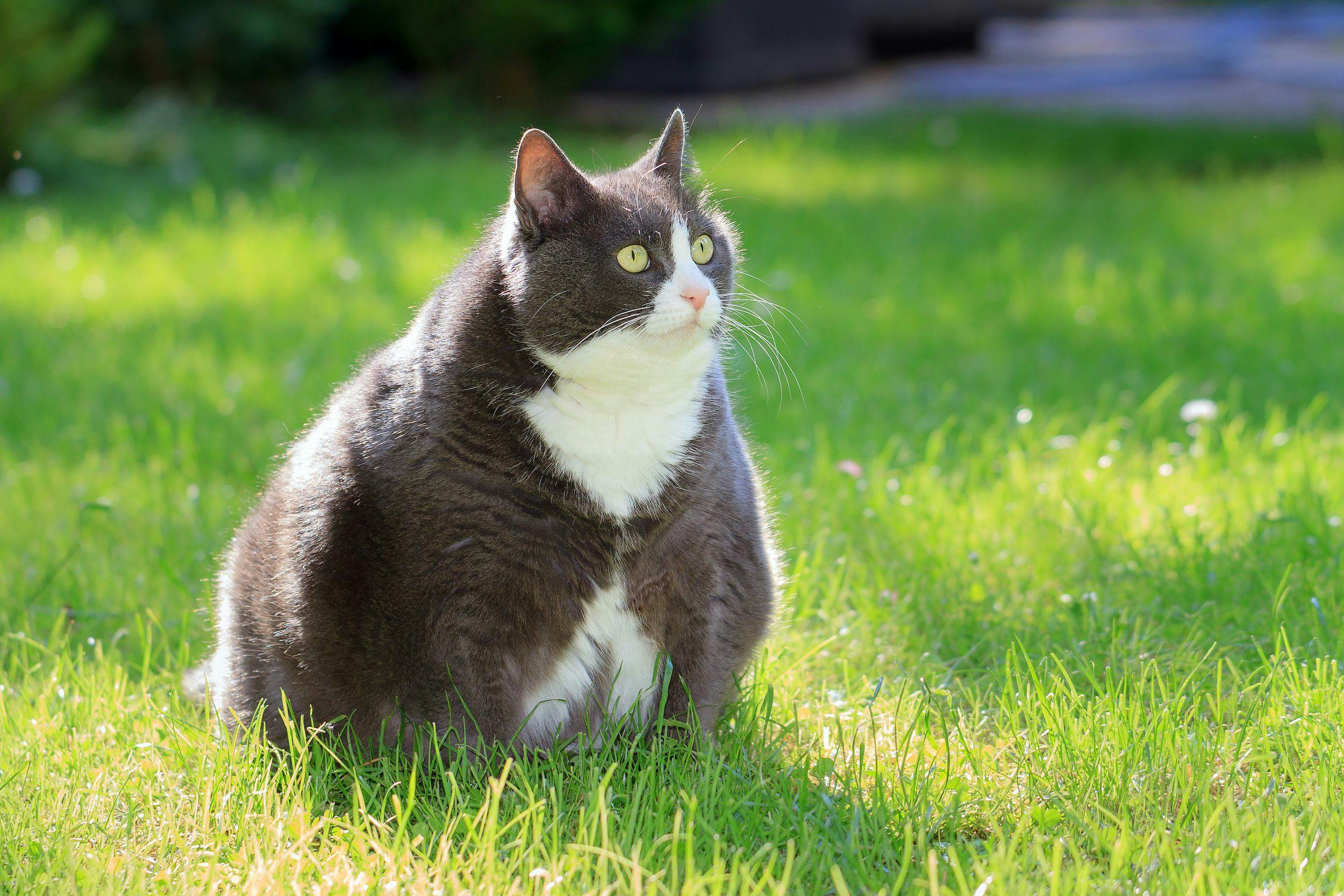 Exercise is key to weight management in cats 