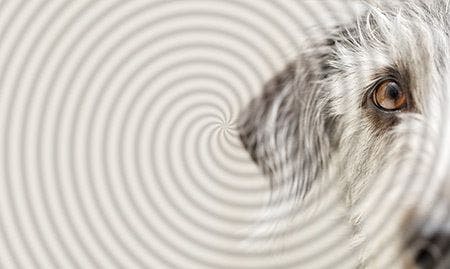 veterinary-dog-schnauzer-close-up-hypnosis-AdobeStock_196559610-450.jpg