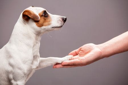 veterinary-dog-paw-takes-the-man-people-support-pets-450px-shutterstock-553096207.jpg
