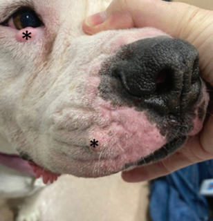 Patient that suffered from 2 mast cell tumors (MCTs; asterisk) on the lower eyelid and muzzle. Surgical option for the MCT of the eyelid was presented as enucleation.