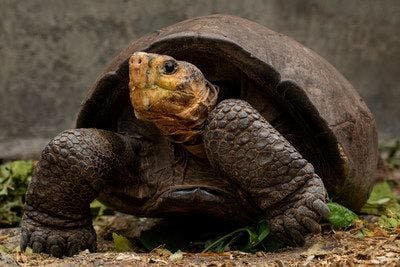 Fernanda, the last female Fernandina Giant Tortoise, discovered in 2019 (Credit Lucas Bustamante)