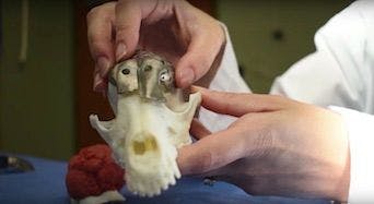 Veterinary Surgeons Replace Canine Skull with 3D-Printed Plate