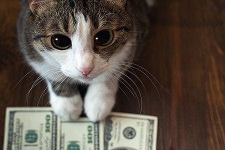 veterinary-cat-money-payment-cash-AdobeStock_199158899-450.jpg