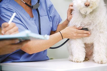 veterinary-a-dog-at-a-small-animal-clinic-having-his-heart-rate-taken-450px-shutterstock-60591397.jpg