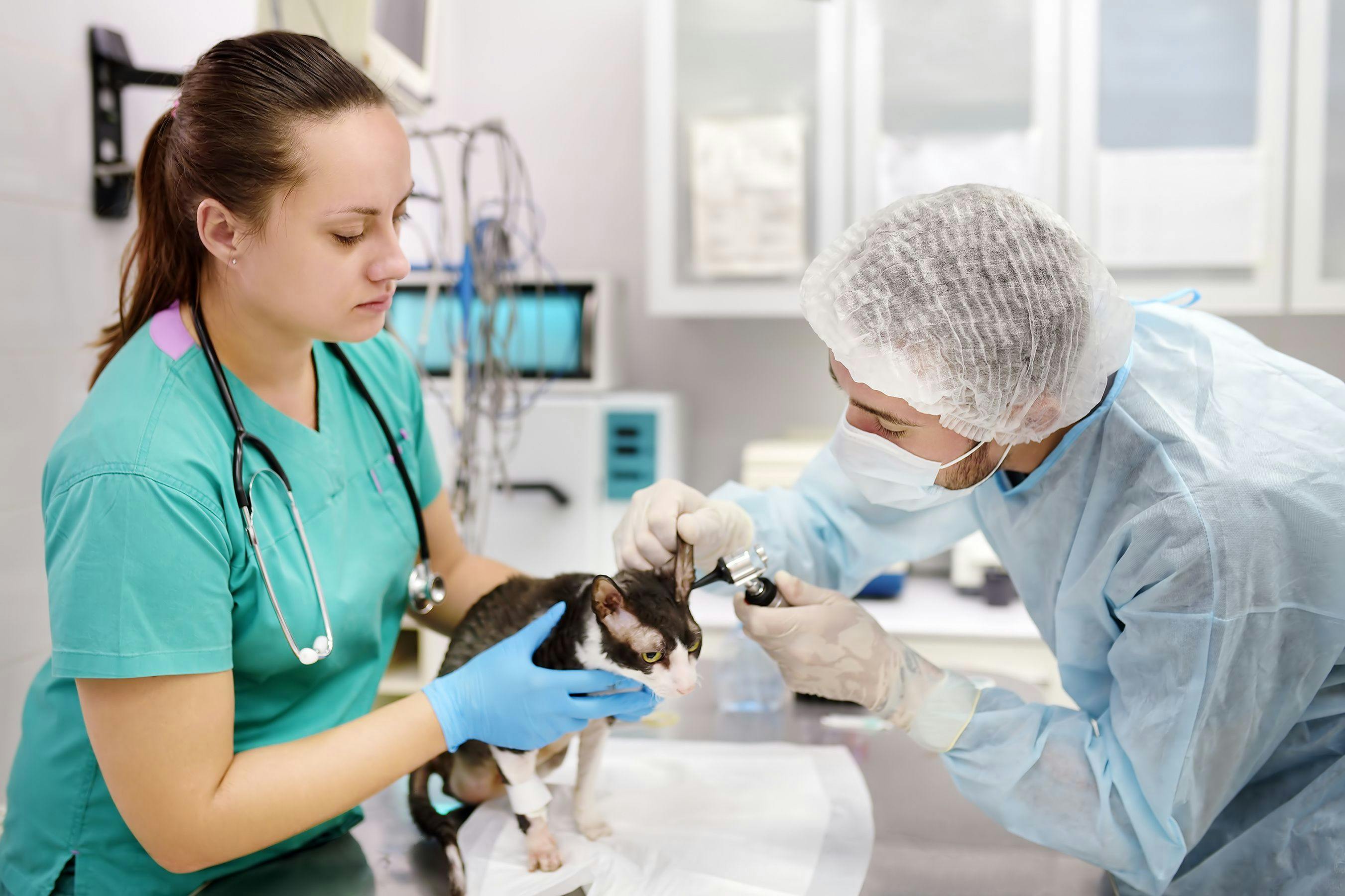 Veterinary technician scholarship recipients announced 