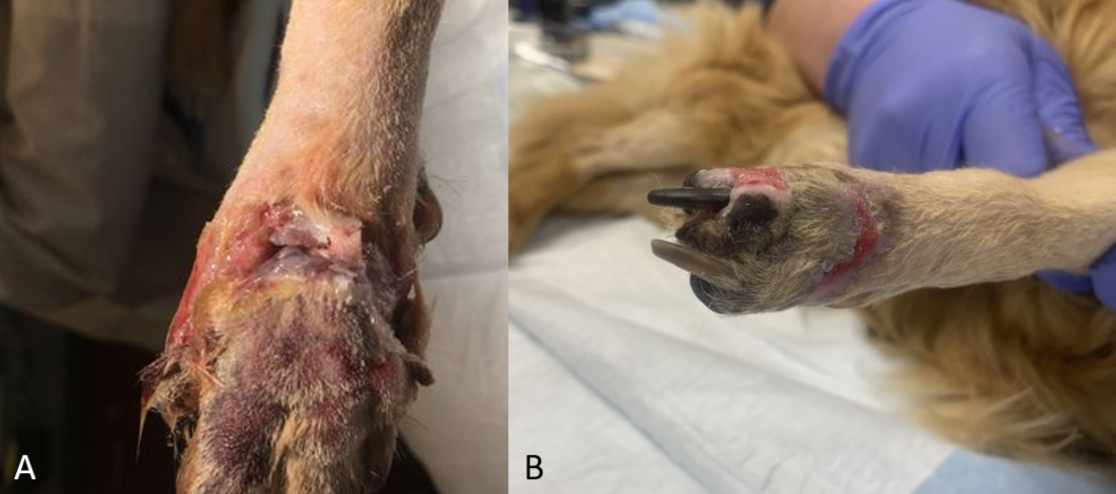 Figure 1. A. Pomeranian dog presenting with a shearing injury and open fractures of the third and fourth metacarpal bones. B. Two weeks after amputation of digits 3 and 4 at the level of the fracture site. Skin from the third digit and digital pad were used to close the defect; small areas were left to heal by second intention and have healthy granulation tissue. The dog recovered well and did not have lameness associated with the affected limb.