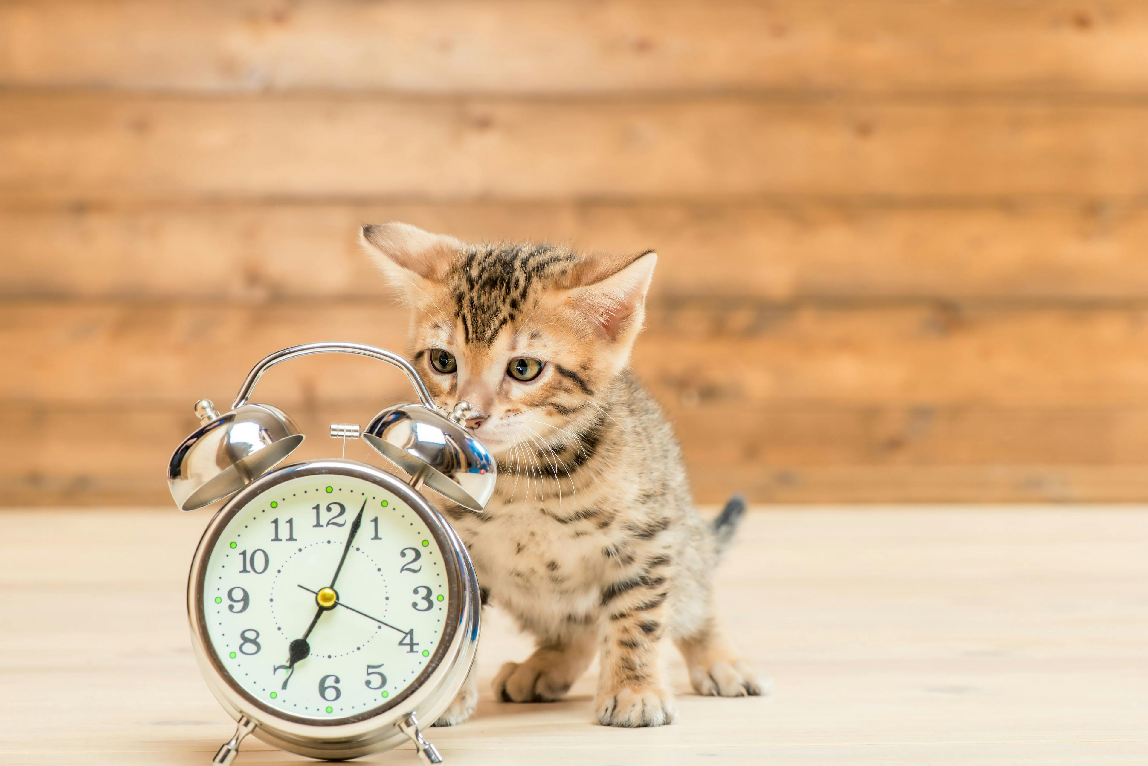 cute kitten behind clock