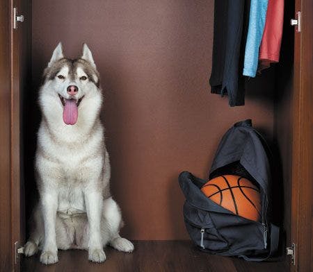 veterinary-husky-with-a-basketball-450px-shutterstock-456534433.jpg