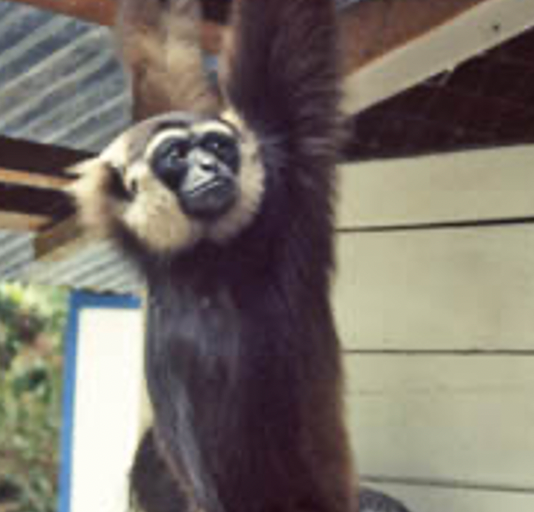 The white-bearded gibbon was one of those freeloaders. He looks cute, but we were warned not to touch him.