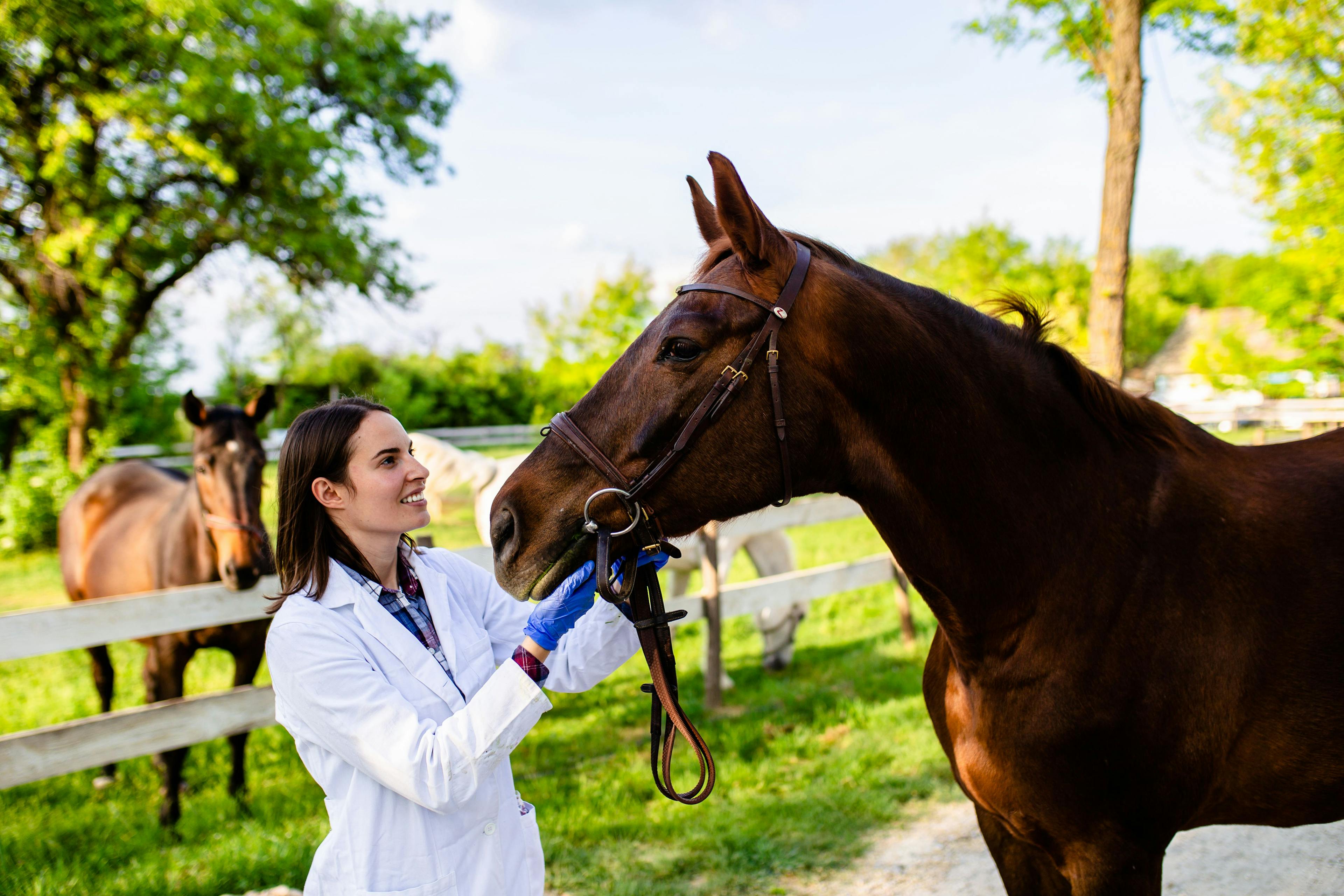 AAEP announces initiatives to recruit and retain equine veterinary professionals 